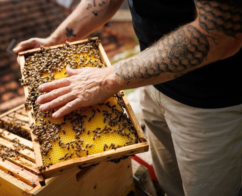 Bienenwabe mit Hand Imkerei Donnerskirchen