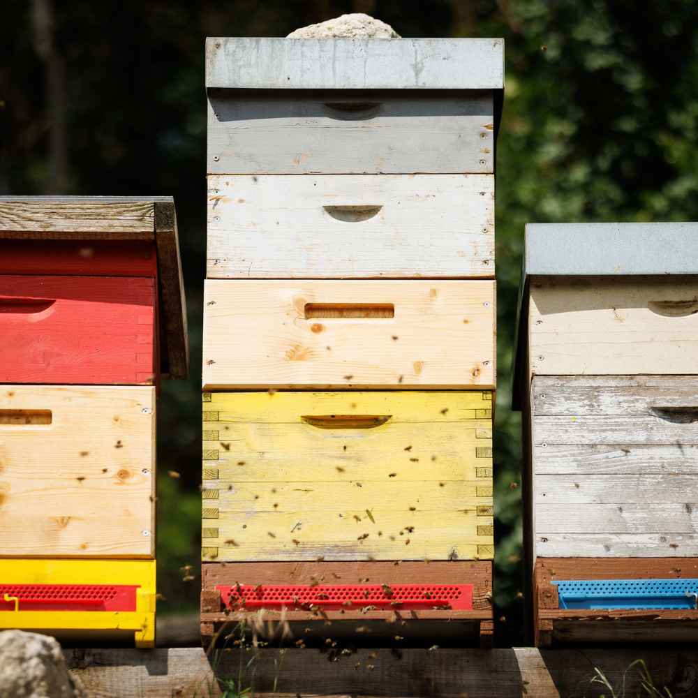imkerei-knotzer-honig-bienenstoecke-donnerskirchen Bienenhonig in Gläsern mit Honigwaben und Blütenpollen